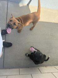 Found/Stray Unknown Dog last seen Puente/Nora West Covina, West Covina, CA 91791