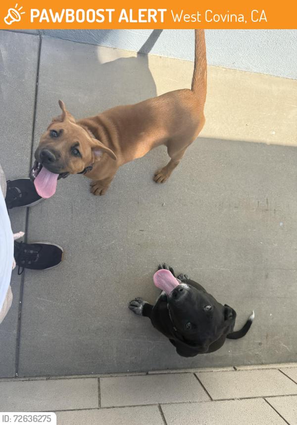 Found/Stray Unknown Dog last seen Puente/Nora West Covina, West Covina, CA 91791