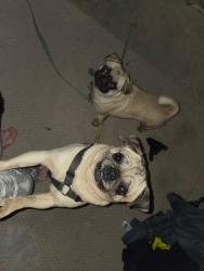 Found/Stray Female Dog last seen Lancaster County Park, Lancaster, PA 17602