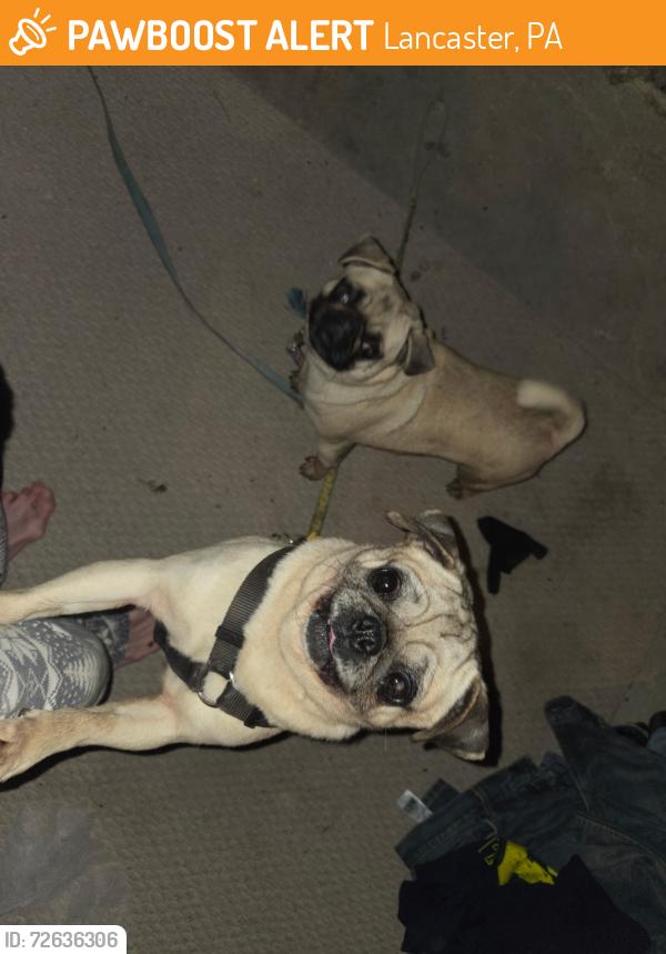 Found/Stray Female Dog last seen Lancaster County Park, Lancaster, PA 17602