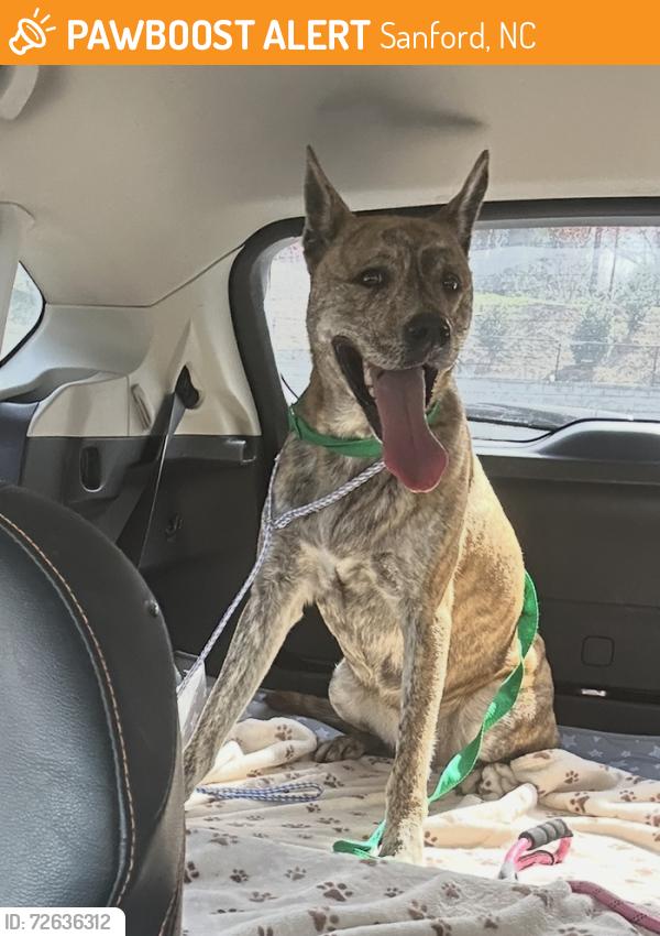 Found/Stray Male Dog last seen Kiwanis Park, Sanford, NC 27330