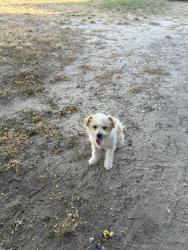 Lost Male Dog last seen Griffin rd, Atascosa, TX 78002
