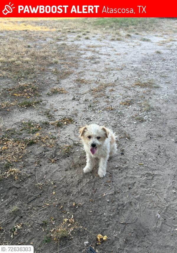 Lost Male Dog last seen Griffin rd, Atascosa, TX 78002