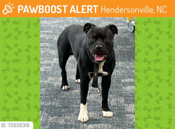 Found/Stray Male Dog last seen Carolina Village, Hendersonville, NC 28792