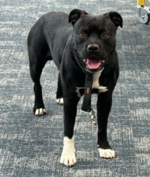 Found/Stray Male Dog last seen Carolina Village, Hendersonville, NC 28792