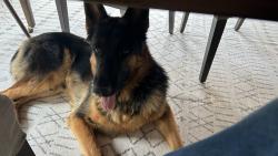 Lost Male Dog last seen Peoples Creek Road , Advance, NC 27006