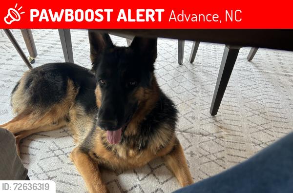 Lost Male Dog last seen Peoples Creek Road , Advance, NC 27006