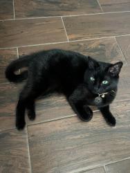 Lost Female Cat last seen Hwy 17, De Leon Springs, FL 32130