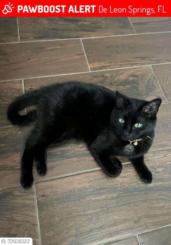 Lost Female Cat last seen Hwy 17, De Leon Springs, FL 32130