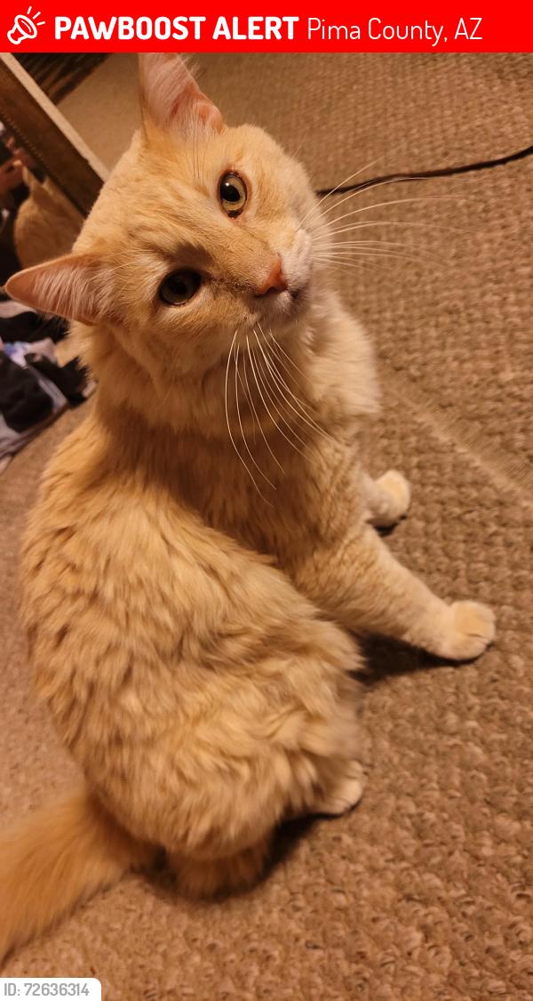 Lost Male Cat last seen W Ranchito Verde , Pima County, AZ 85743