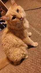 Lost Male Cat last seen W Ranchito Verde , Pima County, AZ 85743