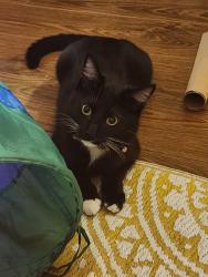 Lost Male Cat last seen Veteran's Park, Long Beach, CA 90806