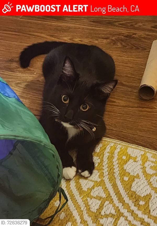Lost Male Cat last seen Veteran's Park, Long Beach, CA 90806