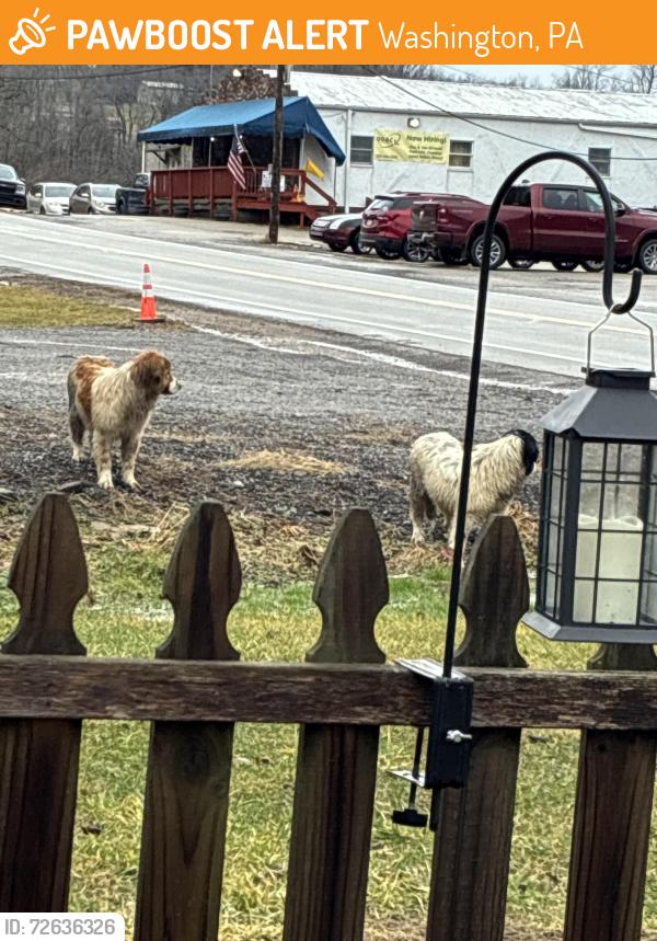 Found/Stray Unknown Dog last seen Jefferson Pennsylvania , Washington, PA 15301