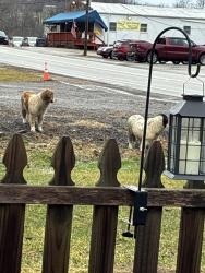 Found/Stray Unknown Dog last seen Jefferson Pennsylvania , Washington, PA 15301