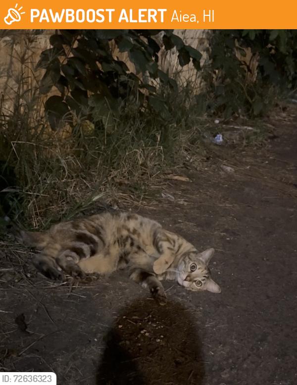 Found/Stray Female Cat last seen Aiea Post Office , Aiea, HI 96701