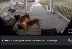 Found/Stray Male Dog last seen Darcy rd upper Malboro , Upper Marlboro, MD 20772