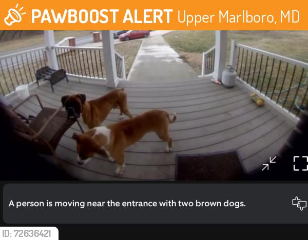 Found/Stray Male Dog last seen Darcy rd upper Malboro , Upper Marlboro, MD 20772