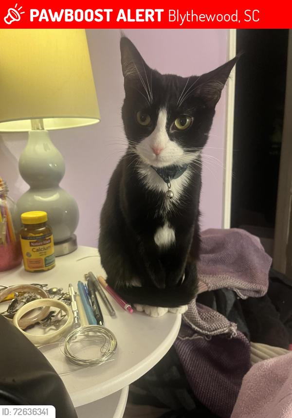 Lost Female Cat last seen Pegonia lane , Blythewood, SC 29016