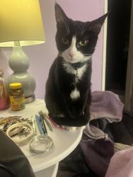 Lost Female Cat last seen Pegonia lane , Blythewood, SC 29016