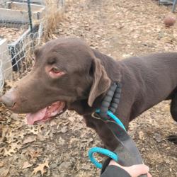 Found/Stray Male Dog last seen In the alley of Duluth street and Frank Street , Saint Paul, MN 55106