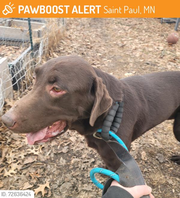 Found/Stray Male Dog last seen In the alley of Duluth street and Frank Street , Saint Paul, MN 55106