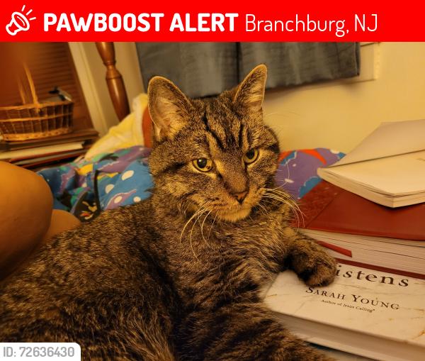 Lost Male Cat last seen Cheryl lane, Branchburg, NJ 08853
