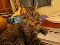 Lost Male Cat last seen Cheryl lane, Branchburg, NJ 08853