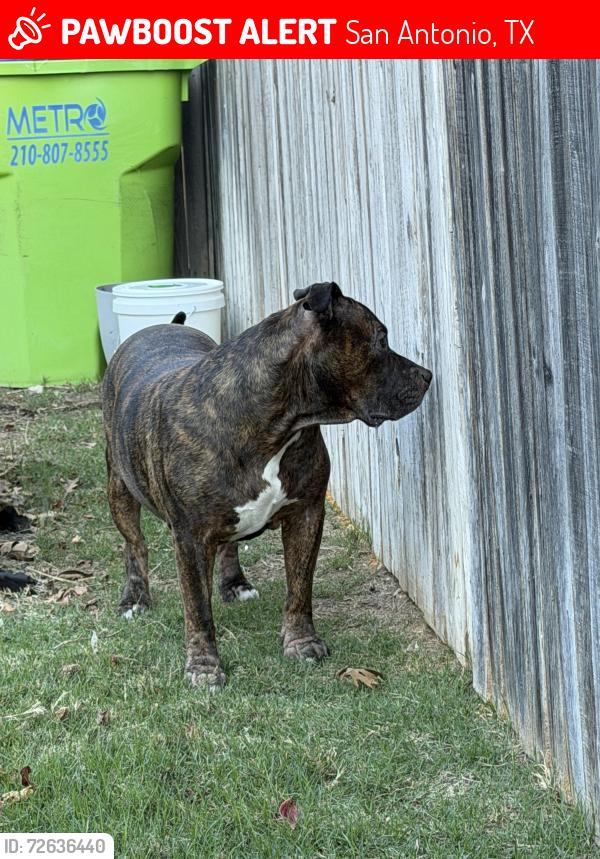 Lost Male Dog last seen Valley Ranch, San Antonio, TX 78254