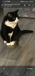 Lost Male Cat last seen Behind crescent road, Glenfield, England LE3 8LA