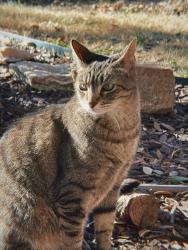Lost Male Cat last seen Camp Real, Santa Maria, San Antonio, TX 78253