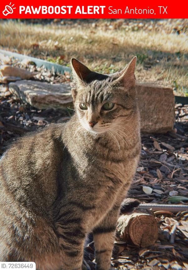 Lost Male Cat last seen Camp Real, Santa Maria, San Antonio, TX 78253