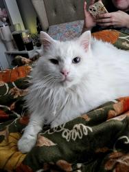 Lost Male Cat last seen Bullsboro drive in newnan, Newnan, GA 30263