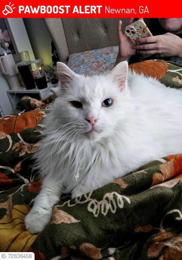 Lost Male Cat last seen Bullsboro drive in newnan, Newnan, GA 30263