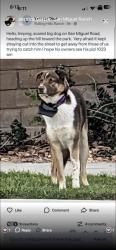 Found/Stray Unknown Dog last seen Courthouse & Mt Miguel, Chula Vista, CA 91914