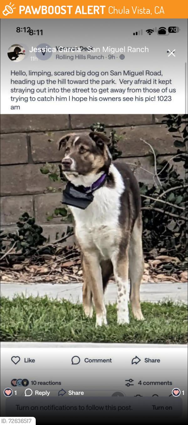 Found/Stray Unknown Dog last seen Courthouse & Mt Miguel, Chula Vista, CA 91914