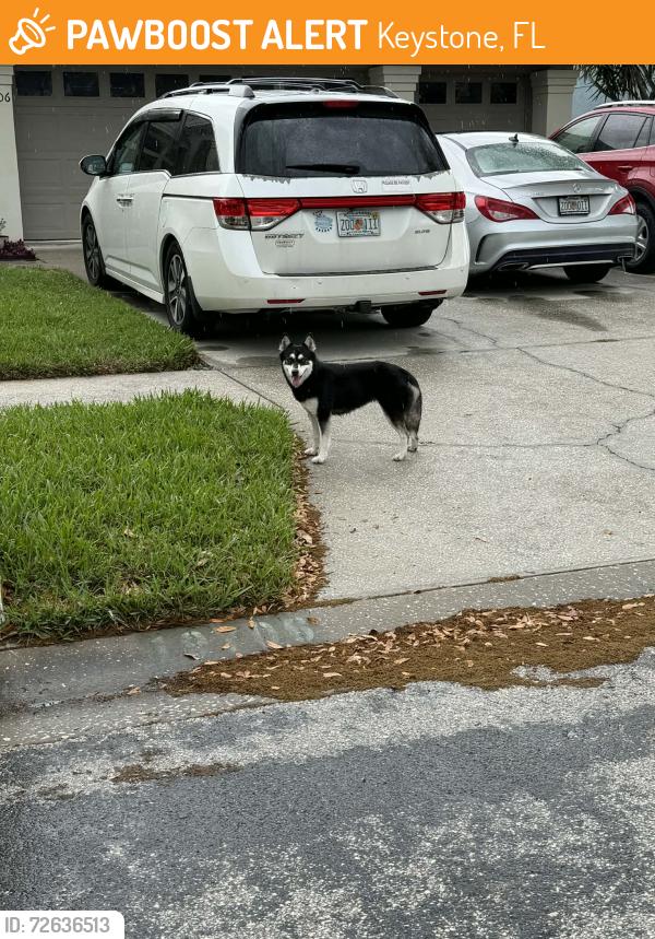 Found/Stray Unknown Dog last seen Wyndham Lakes, Keystone, FL 33556