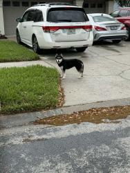Found/Stray Unknown Dog last seen Wyndham Lakes, Keystone, FL 33556
