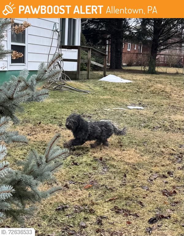 Found/Stray Unknown Dog last seen 14th & Highland St., Allentown, Allentown, PA 18102