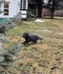 Found/Stray Unknown Dog last seen 14th & Highland St., Allentown, Allentown, PA 18102