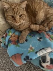 Lost Male Cat last seen eastern and okey, Las Vegas, NV 89104