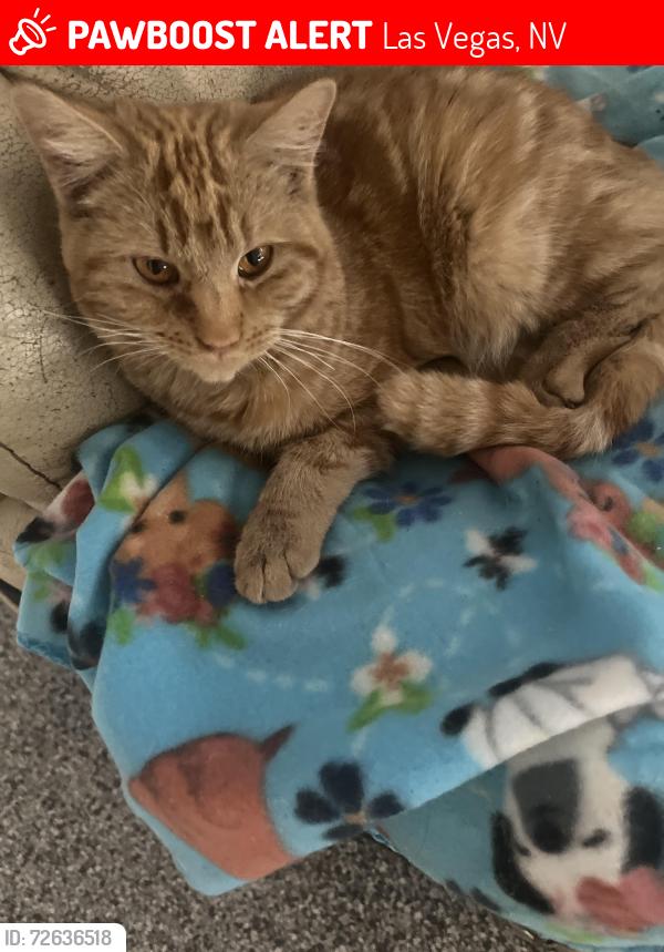 Lost Male Cat last seen eastern and okey, Las Vegas, NV 89104