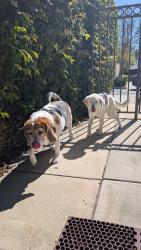 Reunited Male Dog last seen Brockton and jurupa, Riverside, CA 92506