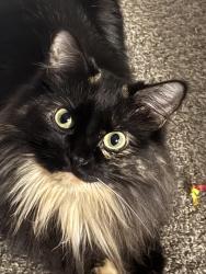Lost Female Cat last seen Montgomery and Pennsylvania , Albuquerque, NM 87109
