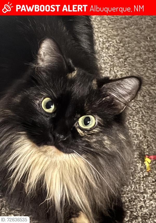 Lost Female Cat last seen Montgomery and Pennsylvania , Albuquerque, NM 87109
