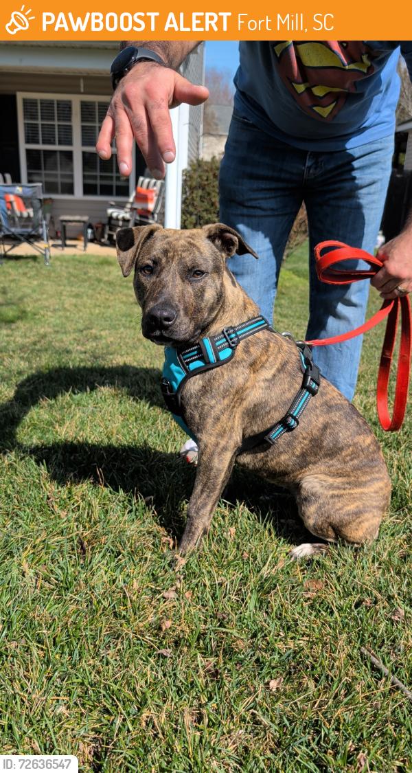 Found/Stray Female Dog last seen Dobys bridge and williams road, Fort Mill, SC 29715
