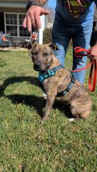 Found/Stray Female Dog last seen Dobys bridge and williams road, Fort Mill, SC 29715