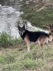 Lost Male Dog last seen cypresswood clbh , Houston, TX 77090