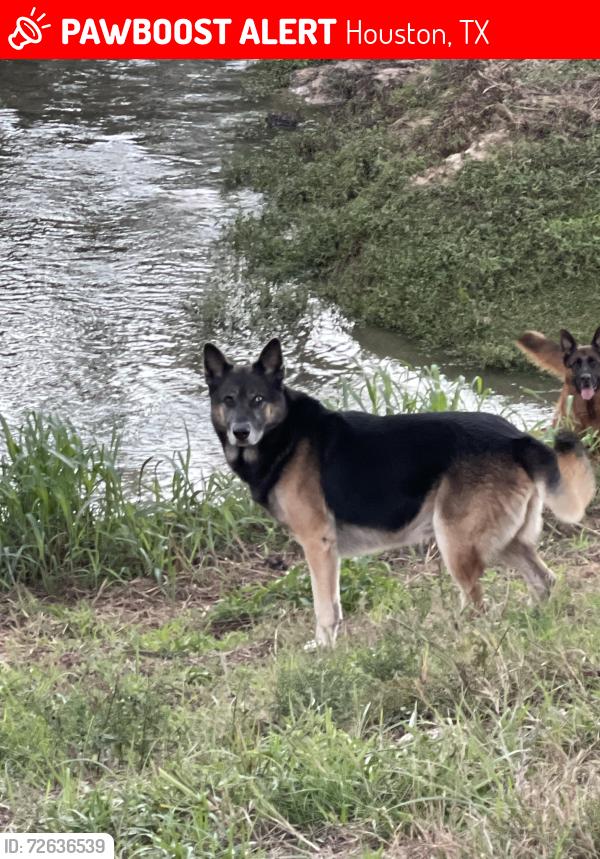 Lost Male Dog last seen cypresswood clbh , Houston, TX 77090