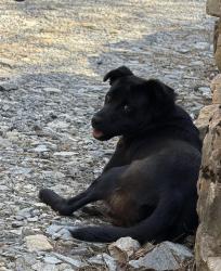Found/Stray Male Dog last seen Kingfisher camp, Nebo, NC 28761